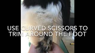 Newfoundland dog grooming rear for goofy Newfie [upl. by Sebastian]