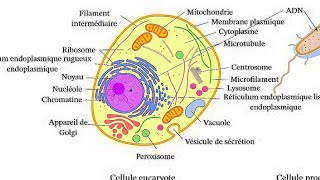 organisation générale de la cellule تنظيم العام للخلية [upl. by Sheelagh]