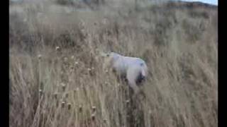 Spinone in ferma su fagiani [upl. by Pillyhp14]