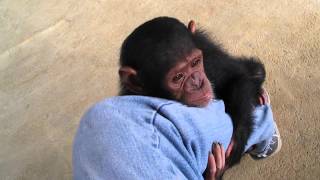 Baby ChimpsMonkeyBaby chimpanzeepet chimp婴儿黑猩猩chimpanzé bébéДетские шимпанзеchimpancé bebé [upl. by Esmeralda632]