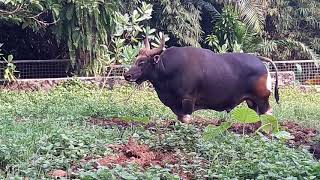 Banteng JawaBos javanicus [upl. by Ann-Marie257]