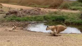 Lion fails to catch gazelle in epic safari footage [upl. by Cleveland]