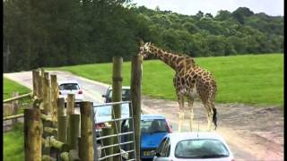 West Midlands Safari Park 20th July 2012 [upl. by Ellahcim]