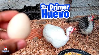 Mi gallina de Guinea puso su primer Huevo 🥚 [upl. by Atwood]