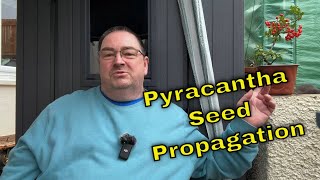 Pyracantha Firethorn Seed Propagation for Bonsai [upl. by Woodhead]