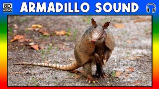 🐾 ARMADILLO SOUND  ARMADILLO SOUND EFFECT  SOUND OF ARMADILLO  NOISE OF ARMADILLO [upl. by Niai]