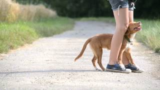 Wasabi the toller  Tricks  5 months [upl. by Kcirtap]