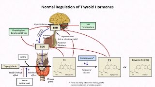 Thyroid Hormones and Thyroid Function Tests [upl. by Aronal532]