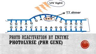 Photoreactivation or Light repair of DNA [upl. by Pacien]