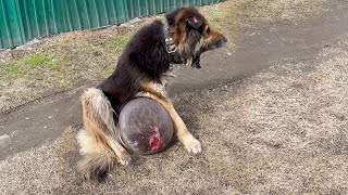 A dog with a huge tumor drags itself down the road crying and begging for help [upl. by Sirdna]