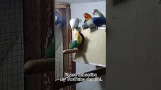 Birds ke breeding box laga diye birds shots viralvideo tranding [upl. by Kcirre]