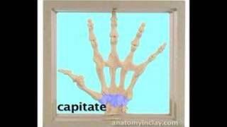 Skeletal Hand Anatomy Anatomy in Clay® Learning System [upl. by Nicholle875]