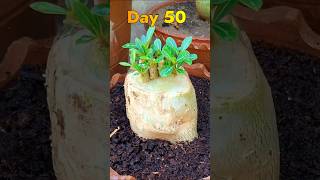 Desert Rose Caudex Super Unique Grafting shorts grafting desert rose youtubeshorts plant [upl. by Eleni]