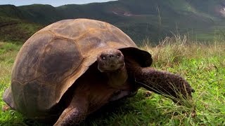 Charles Darwins Galapagos Discovery  Attenborough90  BBC Earth [upl. by Aiekan]