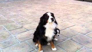 Cute bernese mountain dog and puppy [upl. by Morgana]