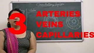 Blood vesselsArtery and vein BIOLOGY ICSECBSEBoard Exams [upl. by Gretel171]