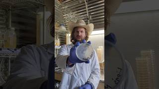 2 Ways to Wrap Petri Dishes for Mushroom Cultivation🍄🧫mushroom farming fungi farm mycology [upl. by Chrisman]