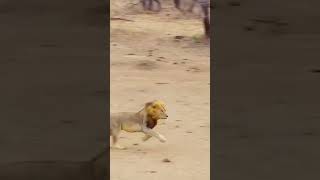 Lion attack hyenaanimals wildlife wildanimals foryou fyp [upl. by Attiuqehs]