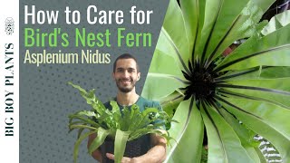 How to Care for a Birds Nest Fern Asplenium Nidus [upl. by Anik]