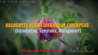 ASCOCHYTA BLIGHT DISEASE OF CHICKPEAS  Introduction  Symptoms  Management [upl. by Maleeny]