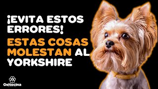 YORKSHIRE TERRIER 7 COSAS QUE NO LE GUSTAN [upl. by Nahsar331]