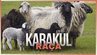 Ovinos Karakul O Tesouro da Pecuária e da Moda Descubra Por Quê [upl. by Braasch]