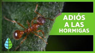 Cómo ELIMINAR HORMIGAS del Jardín o Huerto 🐜🌳 10 Métodos Caseros y Ecológicos [upl. by Aineval400]