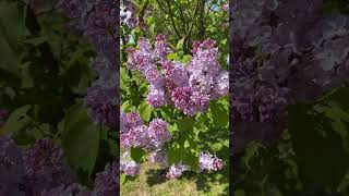 Dobeles cerini Latvia dobeles lilacs park [upl. by Zoldi474]