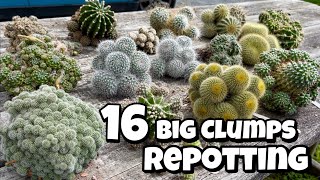 Repotting cactus clumps  clumping cactus  Cluster  Clustering Collection  cacti succ offset pups [upl. by Plate]