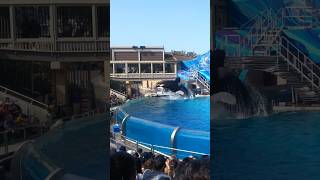 Orque  Orca sea world 🔥🔥🔥 [upl. by Simetra770]