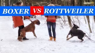 Rottweiler vs Boxer dog attack [upl. by Anahsit]