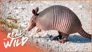 Armadillos Natures Armoured Miracles Wildlife Documentary  Wild America  Real Wild [upl. by Agnot]