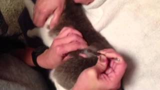 Stewarts Cuterebra Parasite Removal [upl. by Briano626]