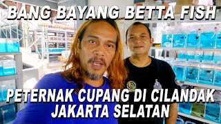 PETERNAK CUPANG DI CILANDAK BANG BAYANG BETTA FISH [upl. by Alywt]