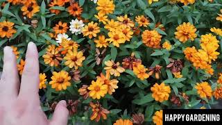 Harvesting Zinnia Profusion Seeds HappyGardening garden zinnia seeds flowers [upl. by Sirob]