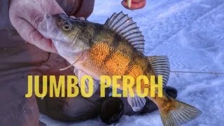 Ice Fishing South Dakota PERCH Insane Sunset Bite [upl. by Einnel598]