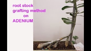 GIVE AWESOM LOOK BY 3 ROOT STOCK GRAFT ON 1 ADENIUM PLANT [upl. by Hax206]