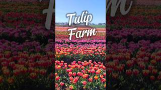 Table Cape Tulip Farm tulipfarm tasmania [upl. by Airtemad]