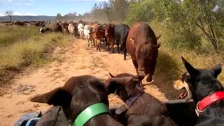 Mustering at Riverside—Cattle following buggy with dogs [upl. by Aralk]