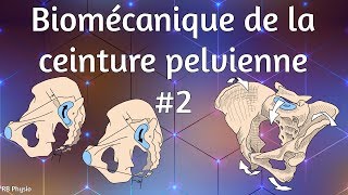 Biomécanique de la ceinture pelvienne 2  Nutation amp Contrenutation [upl. by Nylrahs]