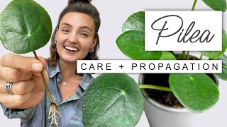 Tips And Tricks For Pilea Peperomiodes 🌱 CHINESE MONEY PLANT Propagation Guide [upl. by Echikson]