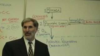 Professor Fink explains CELLULAR RESPIRATION Part 4 Glycolysis amp Fermentation [upl. by Anairt541]