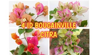 Review Id Bouganvillea Citra [upl. by Ragan]