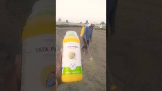 TATA PANIDA HERBICIDE PENDIMETHALIN 30 EC agriculture ytshorts farming viral video [upl. by Farleigh]