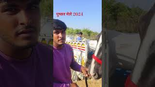 Pushkar festival 2024 💓 pushkar pushkarfair pushkarmela shorts trending viralvideo youtube [upl. by Eanyl]