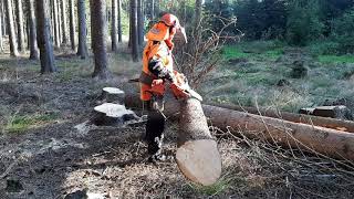 Tree felling with a Husqvarna 560XP chainsaw [upl. by Kevan218]