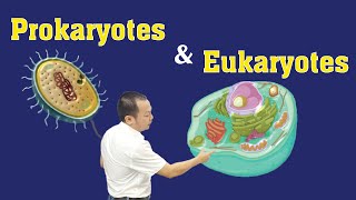 Prokaryotes and Eukaryotes  Part 1 cellbiology ProkaryotesVsEukaryotes [upl. by Cristine866]