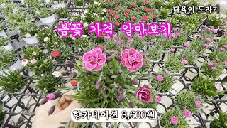 남사화훼단지 예삐플라워아울렛 공기정화식물 봄꽃 가격알아보기 솜사탕고사리 향카네이션등 [upl. by Adne]