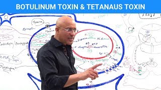 Botulinum Toxin amp Tetanus Toxin Mechanism [upl. by Niloc]