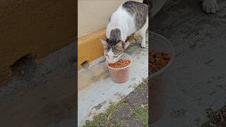 Feeding stray cats Manila Bay cats cat catlover [upl. by Niliram]